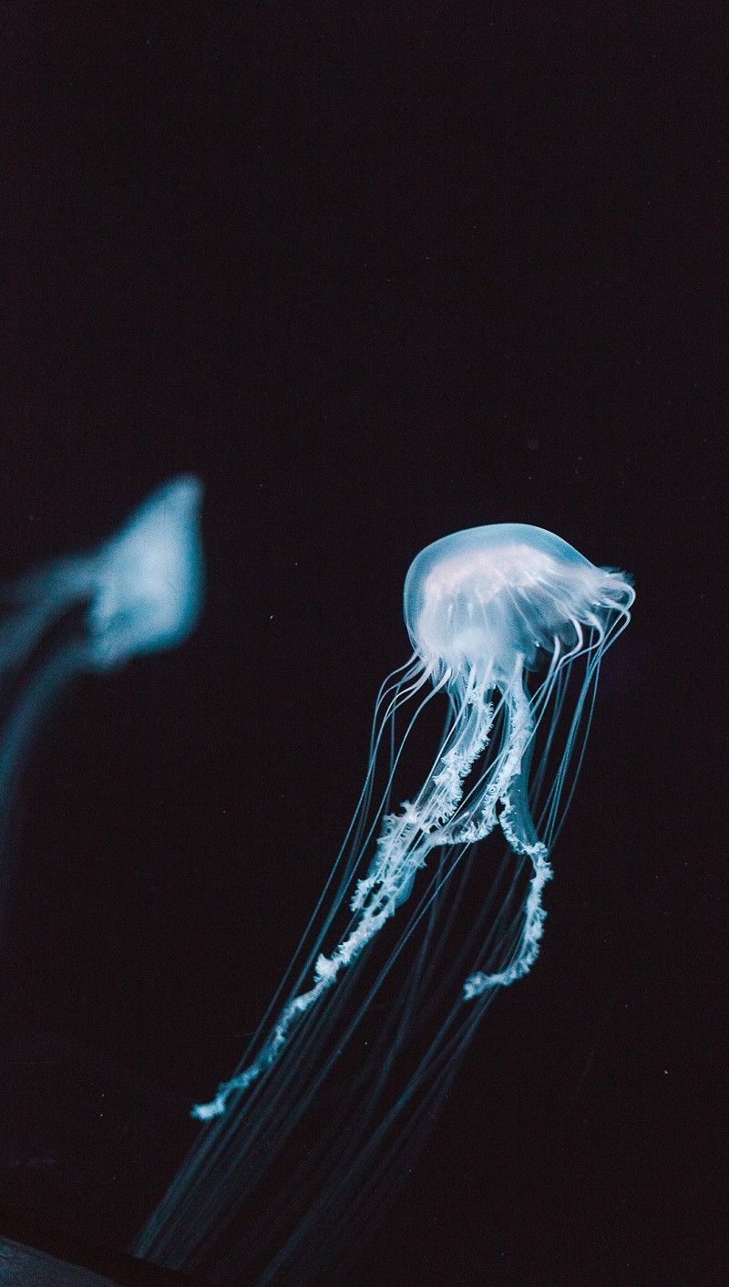 800x1411   Медузы мобильные обои Медузы обои для телефона ， обои | Мобильные обои Обои Симпатичные обои