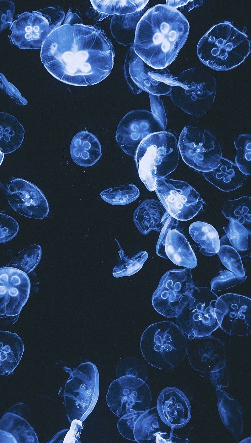 Картинки с медузами
