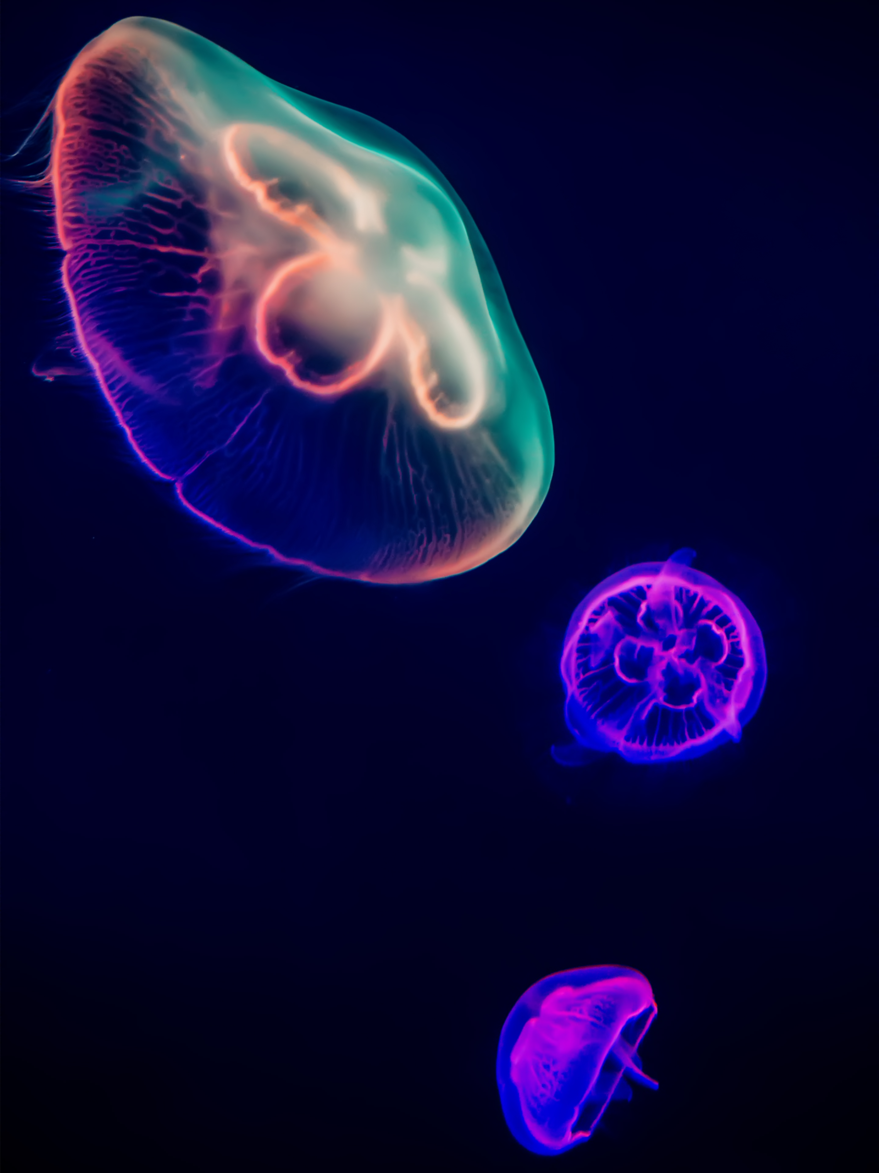 Картинки с медузами