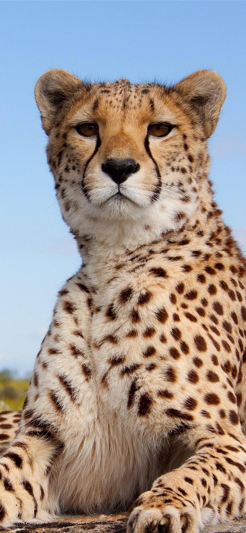 828x1792 Cheetah Wallpaper Phone (# 3015530) - HD Wallpaper u0026 Backgrounds Download