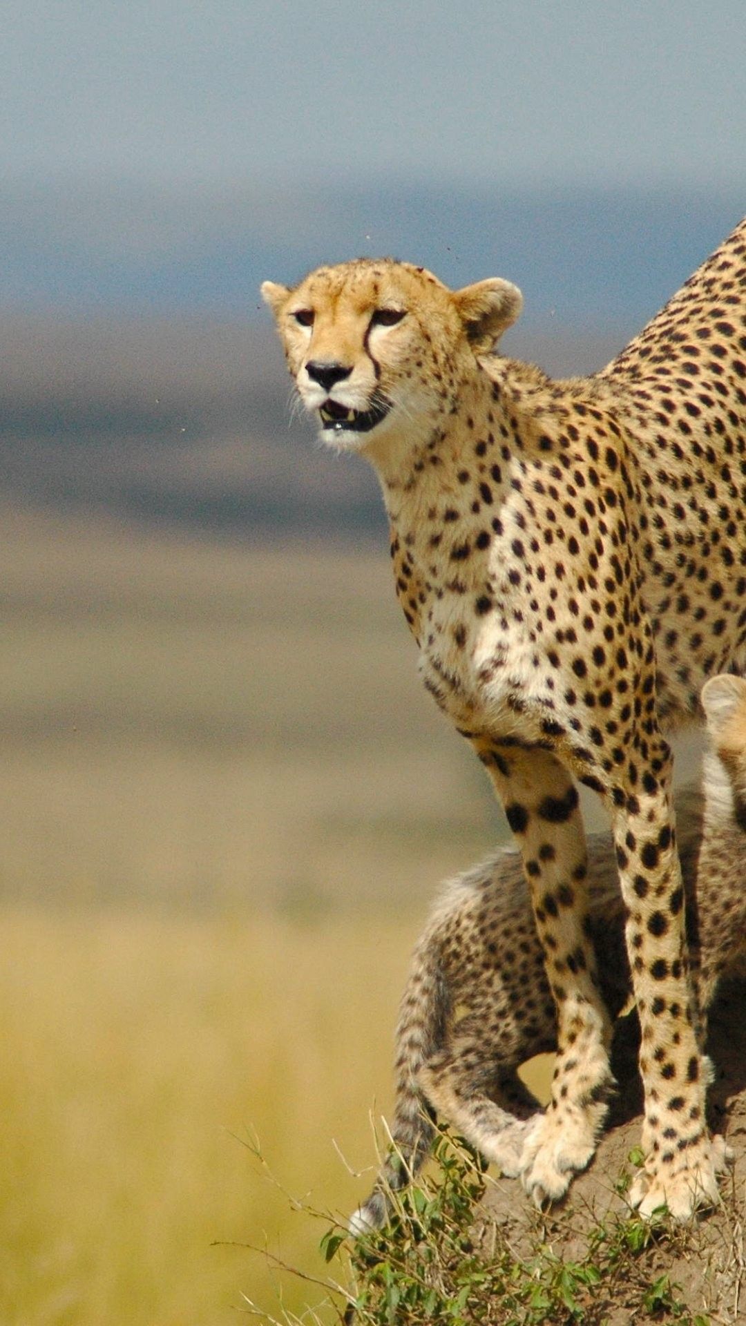 1080x1920 Cheetah iPhone 6 Plus Wallpaper 10428 - Животные iPhone 6 плюс обои # Животные # iPhone # 6 # Плюс # Обои… | Cheetah wallpaper Iphone 6 plus wallpaper Животные