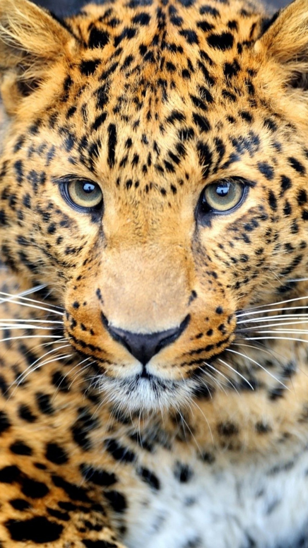 1080x1920 Cheetah Wallpaper Hd (# 3016496) - HD Wallpaper u0026 Backgrounds Download