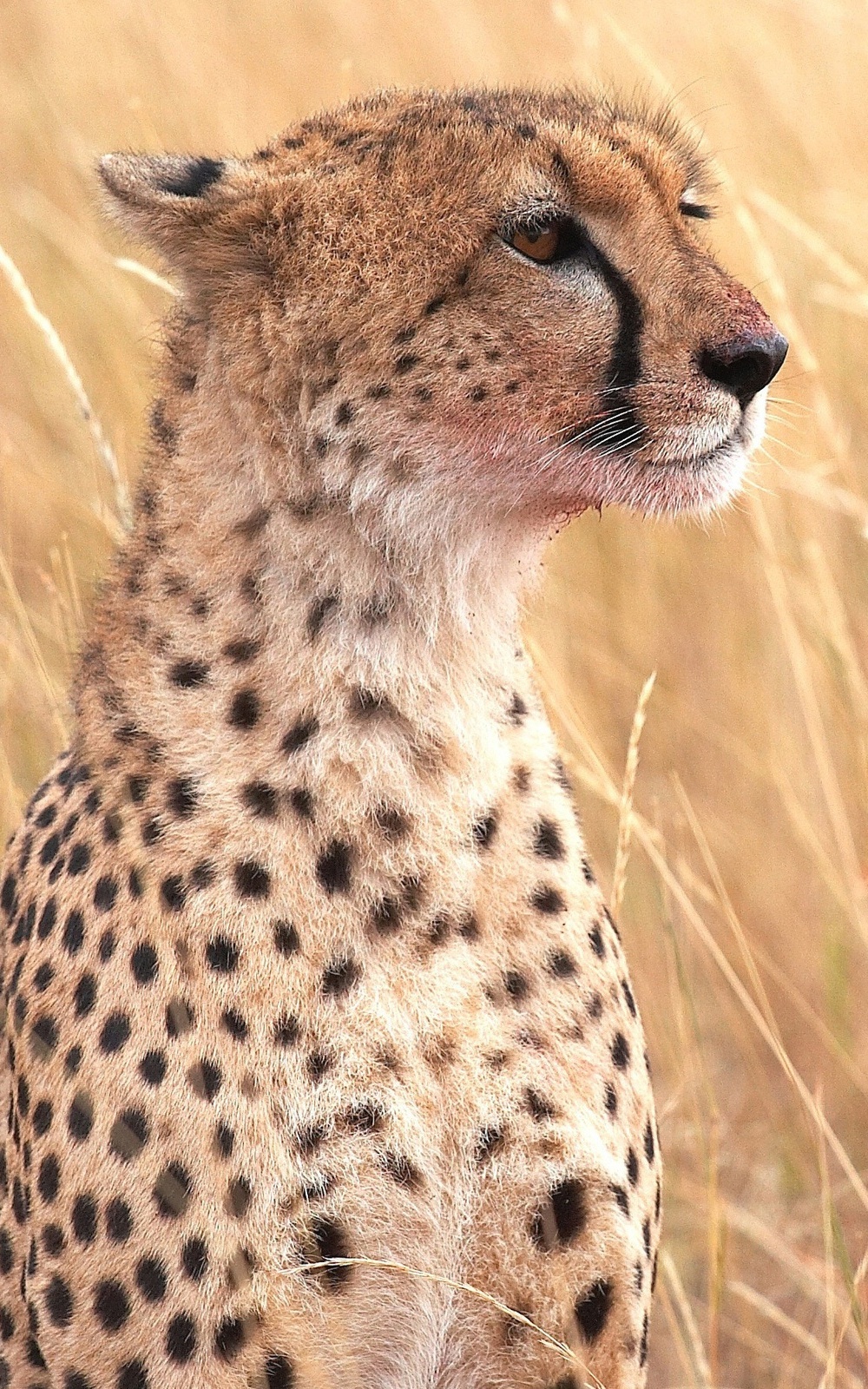 1000x1600 Baby Cheetah Обои, опубликованные Zoey Peltier