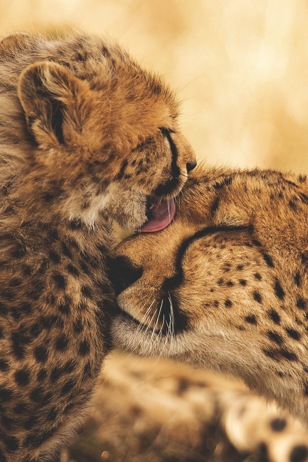 1001x1503 Скачать бесплатно Cheetah Eating Meat Wallpapers для телефонов Cheetah Baby Cheetah [4000x3000] для вашего рабочего стола Mobile u0026 Tablet | Исследуйте 73+ бесплатных обоев Cheetah | Обои для компьютера Cheetah Girls Wallpape