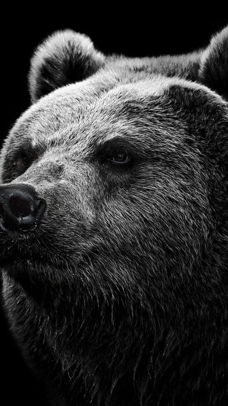 750x1334  Bear Wallpapers - Лучшие бесплатные фоны Bear - WallpaperAccess