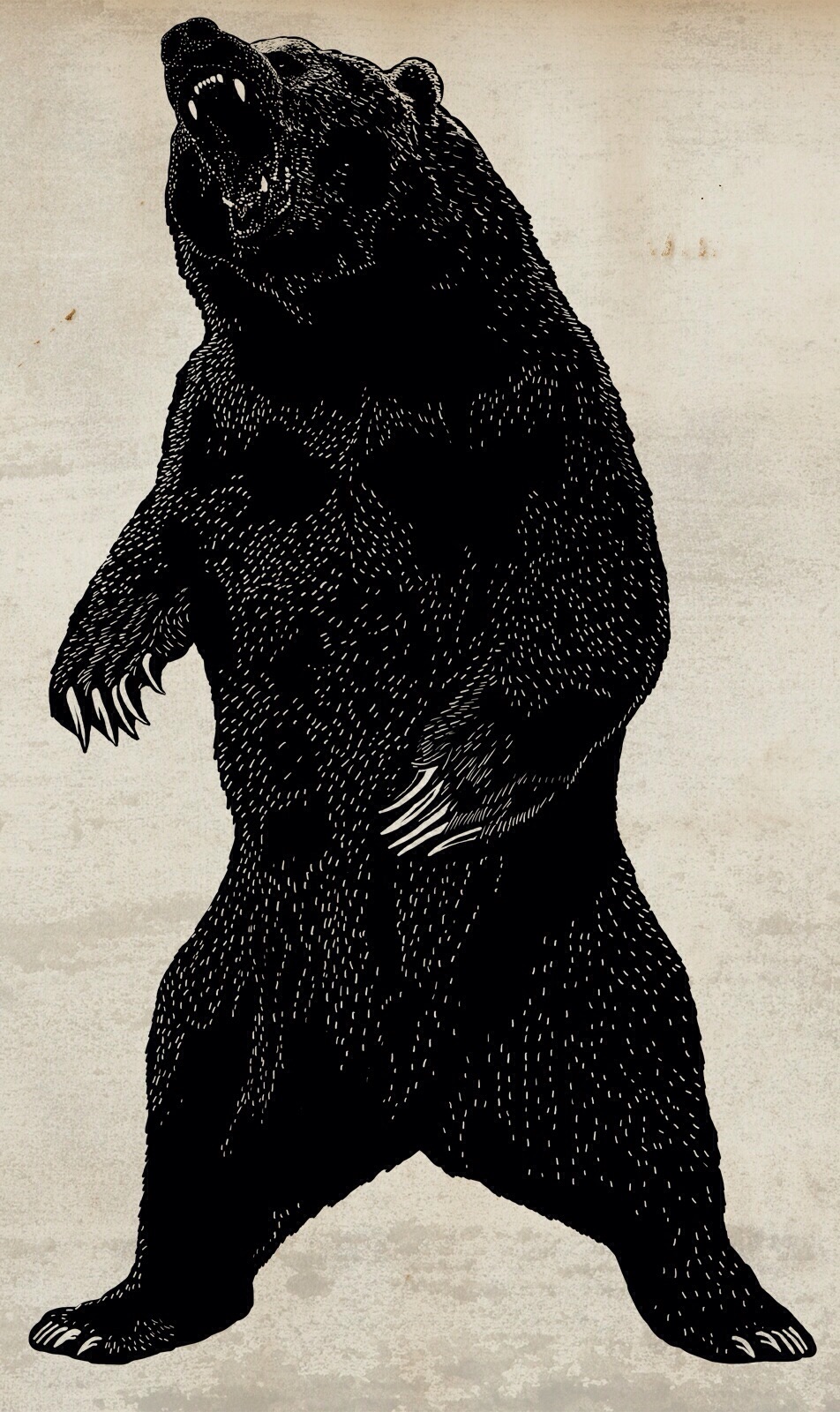 952x1600   Медведь Гризли Обои Iphone - 952x1600 Обои - teahub.io 