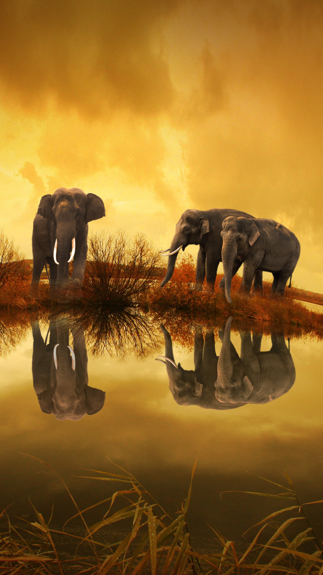 1080x1920   Слон Телефон Обои impremedia.net | 52 Обои для телефона 