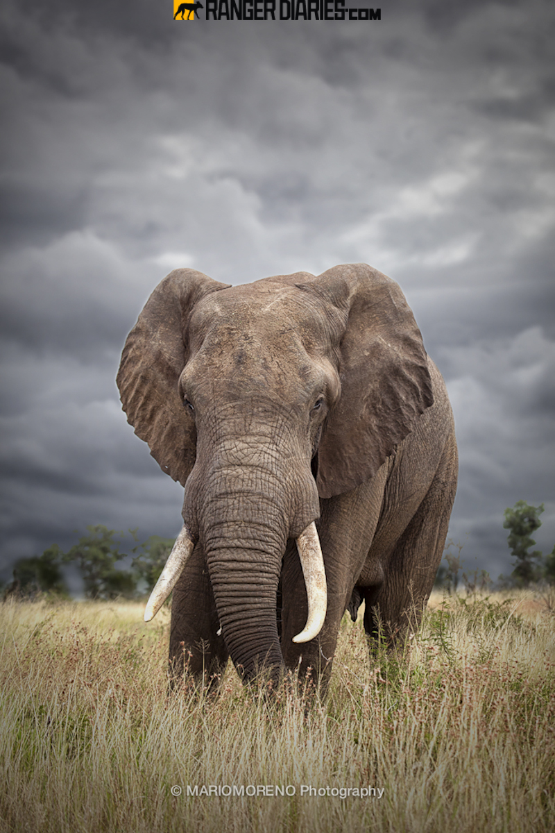 800x1200   Бесплатные обои со слоном для телефонов 