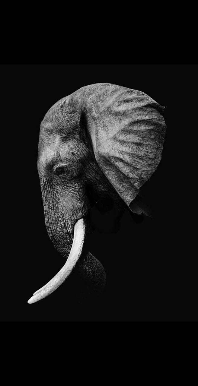656x1280  Elephant Wallpapers - Лучшая загрузка фона 4k