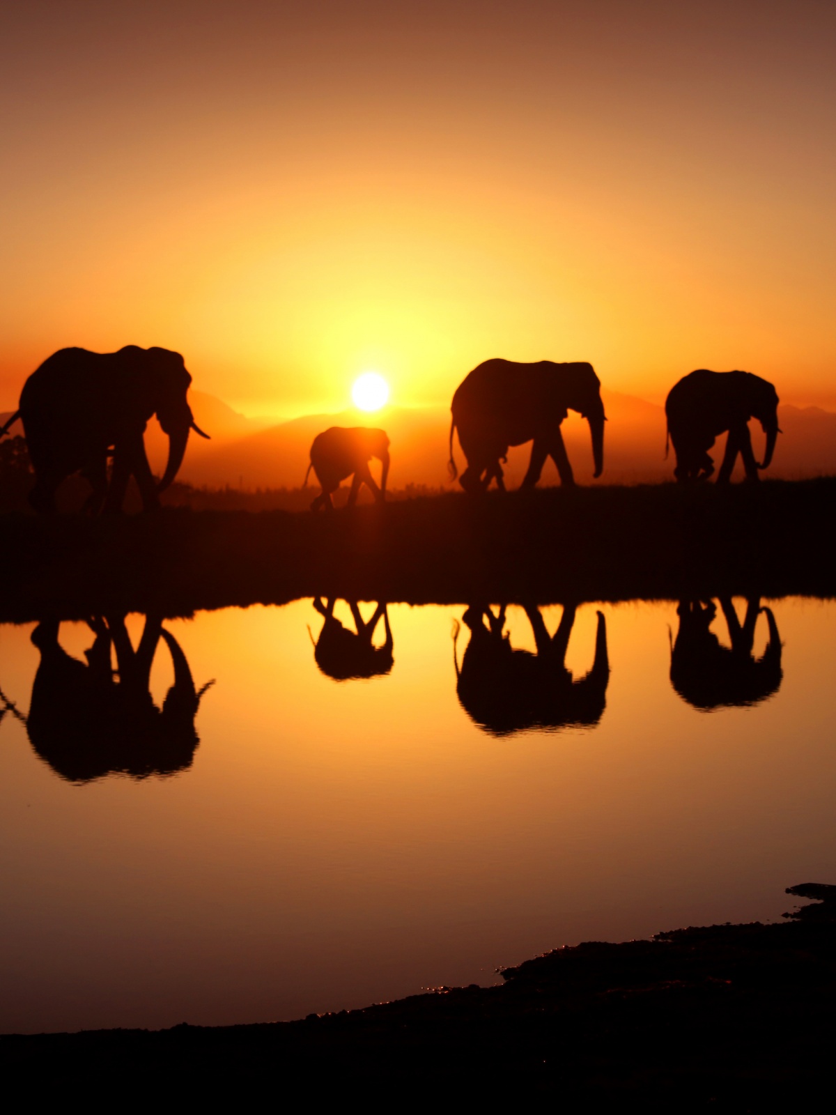 1200x1600   Elephant Mobile Wallpaper - Mobiles Wall