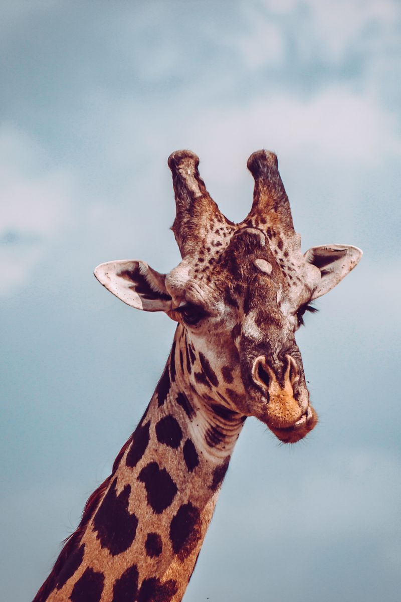 800x1200 Giraffe iPhone Обои - Лучшие бесплатные фоны iPhone с жирафами - WallpaperAccess