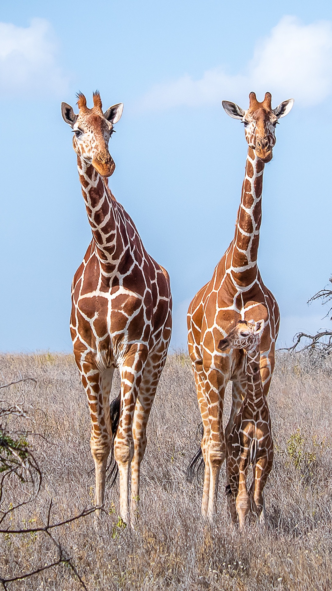 1080x1920 Desktop Wallpapers giraffe Cubs Three 3 animal 1080x1920