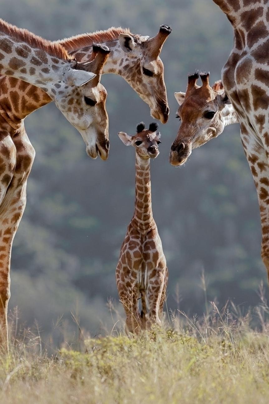 863x1294 Baby Giraffe Wallpapers - Wallpaper Cave__ Мобильные обои фоны изображения скачать бесплатно-400239649 -Lovepik.com 