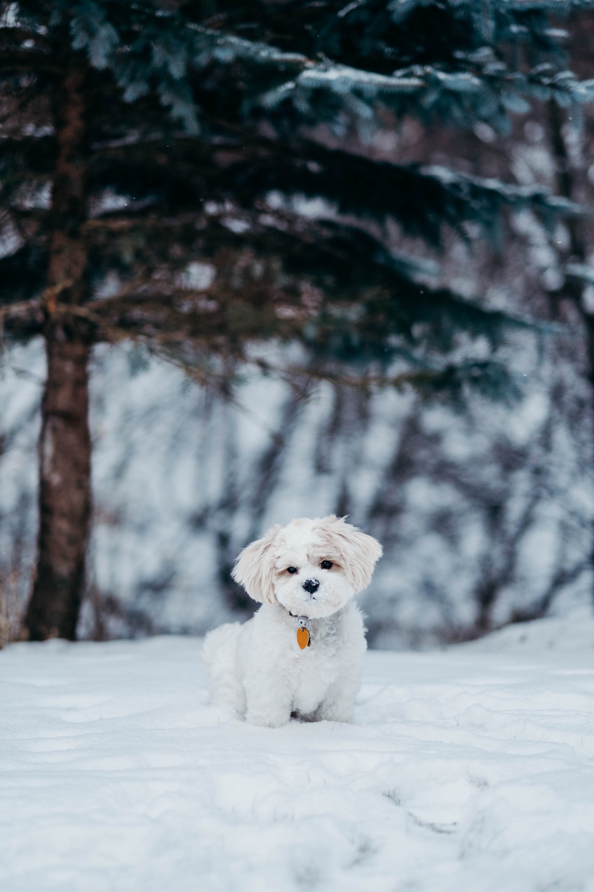 2000x3000 Cute Wallpapers: Free HD Download [500+ HQ ] | Unsplash