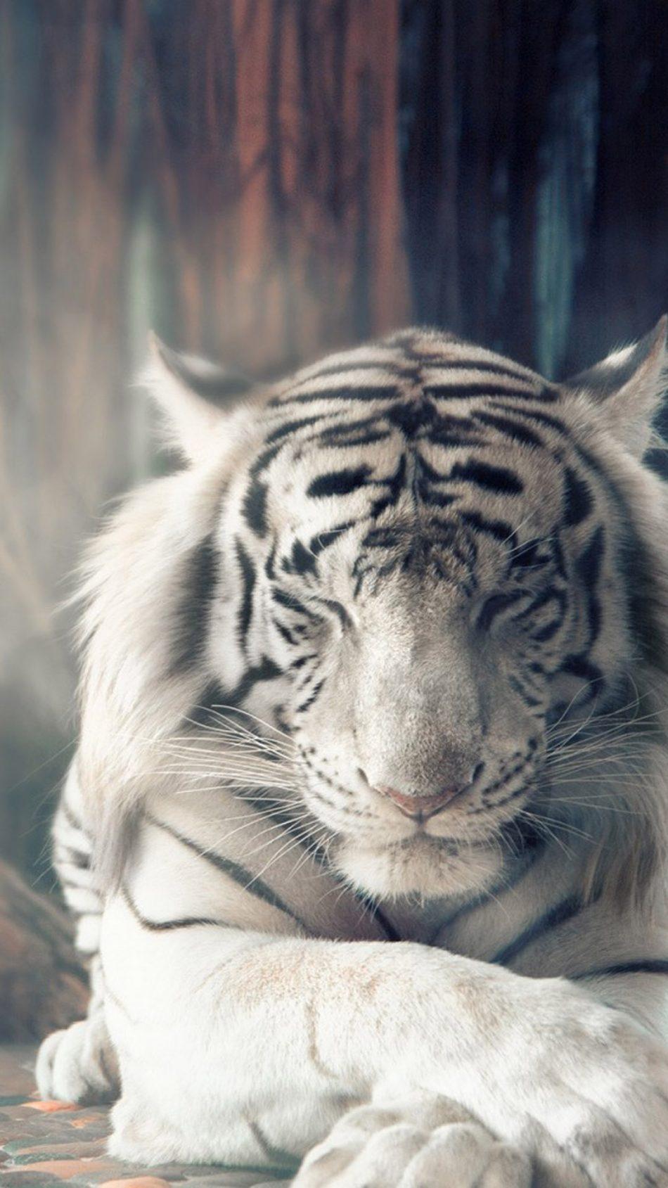 950x1689  Tiger Phone Wallpapers - Обои Cave