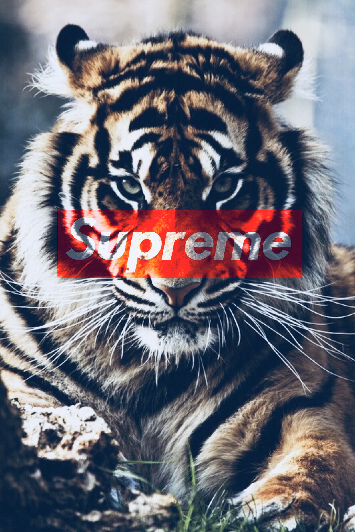 1242x1863   48+] Тигр iPhone обои Supreme на WallpaperSafari