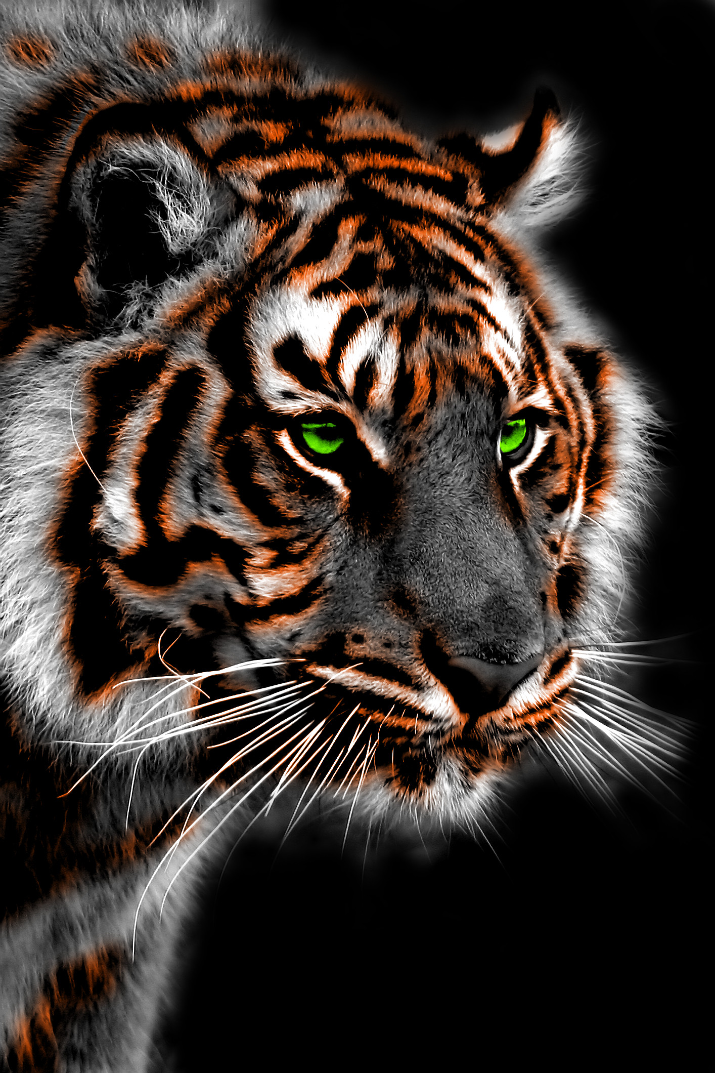 Заставки красивые тигры. Тигр. Красивый тигр. Тигр на черном фоне. Тигр на телефон.