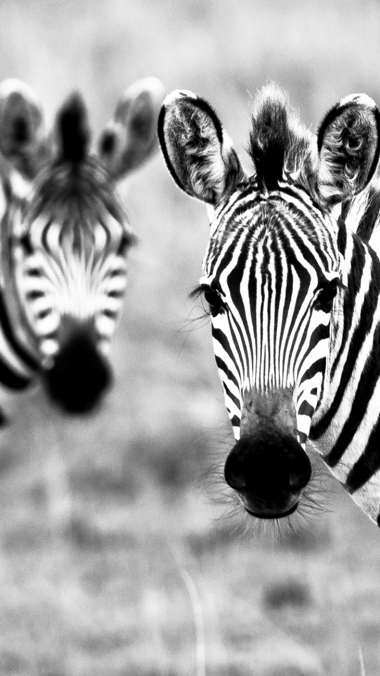 750x1334   Animal / Zebra (750x1334) ID обоев: 579600 - Mobile Abyss