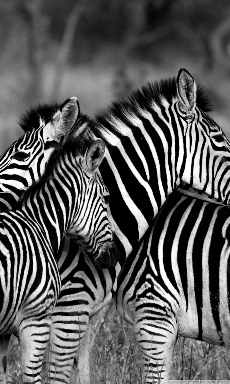 768x1280   Симпатичные обои Зебра 