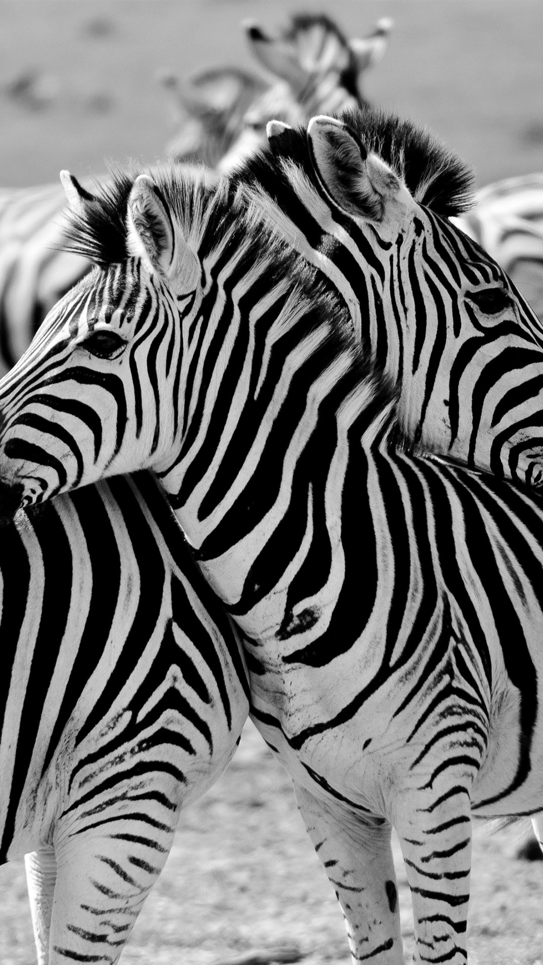 1080x1920   Iphone Wallpaper Zebra