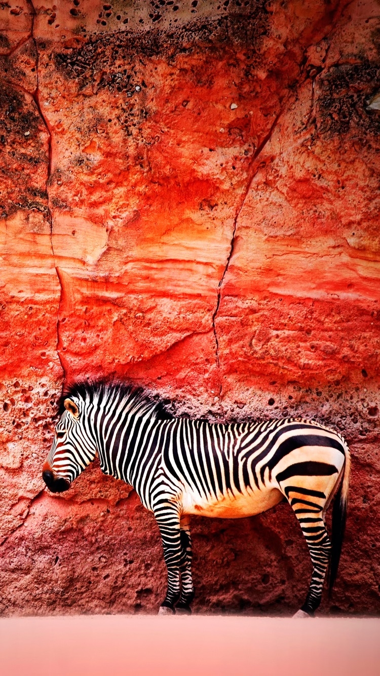 750x1334   Red Wall Зебра лицо фон обои | (42697) 