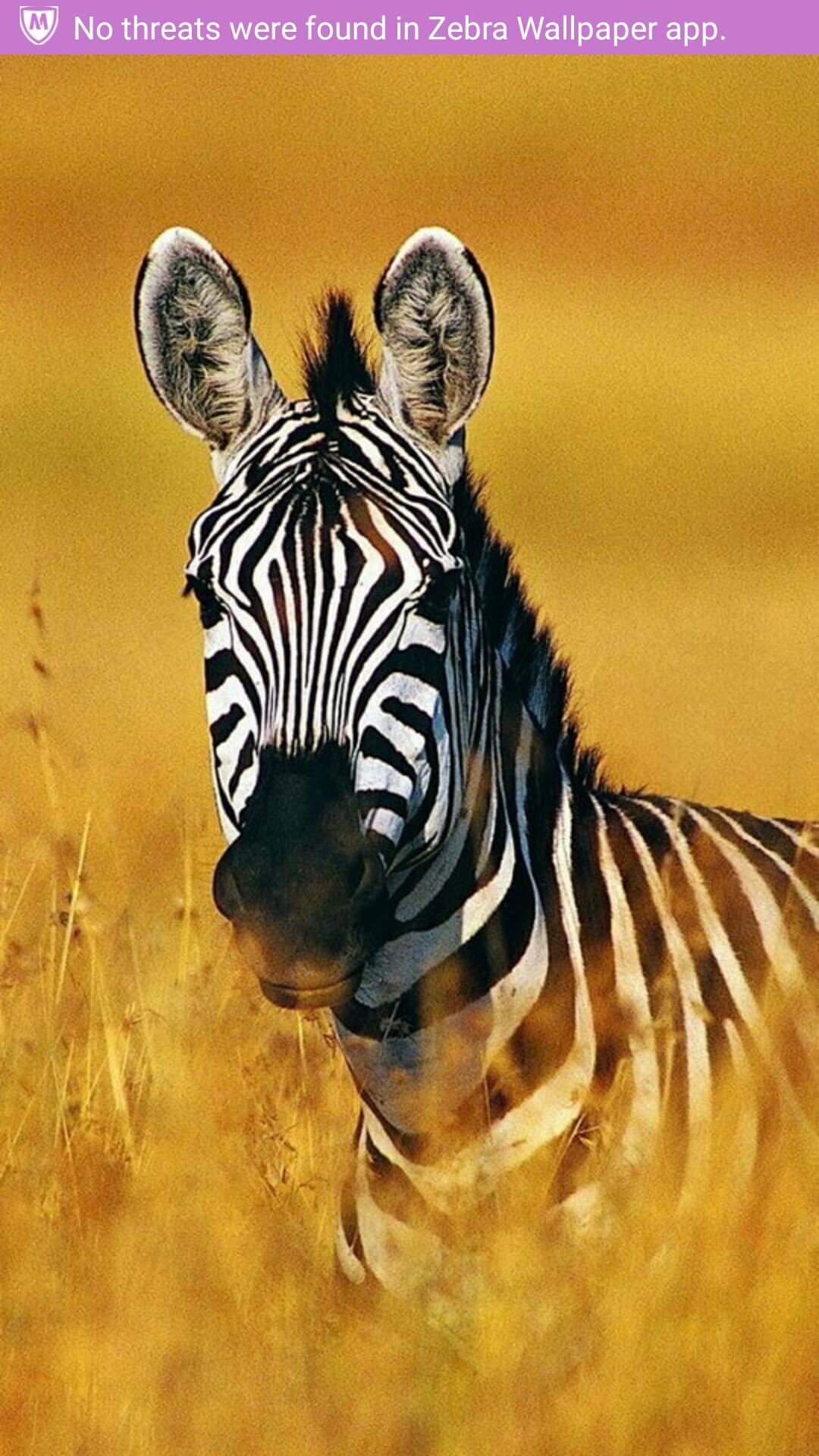 1080x1920  Zebra Wallpapers для Android - Скачать APK