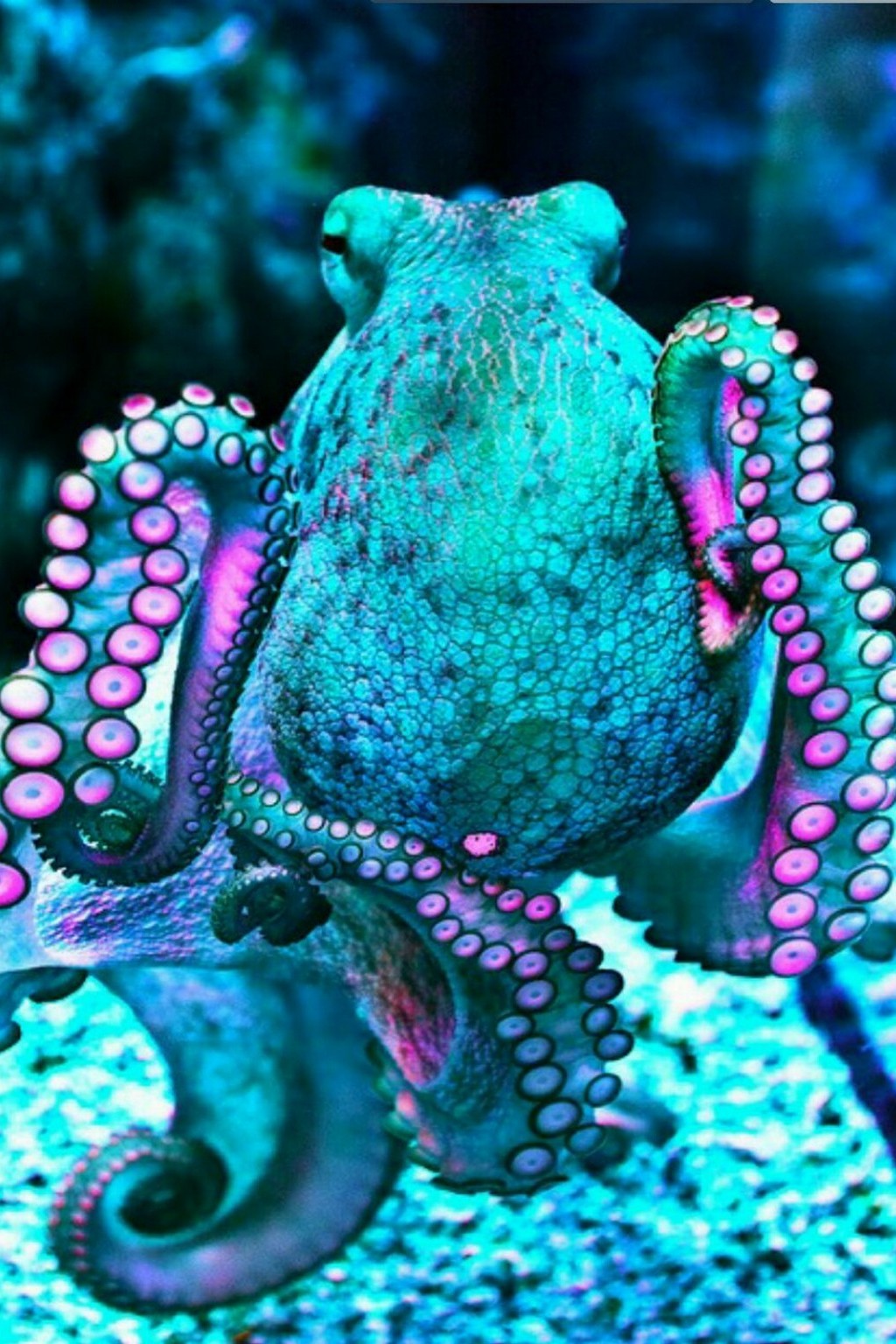осьминог фото в природе