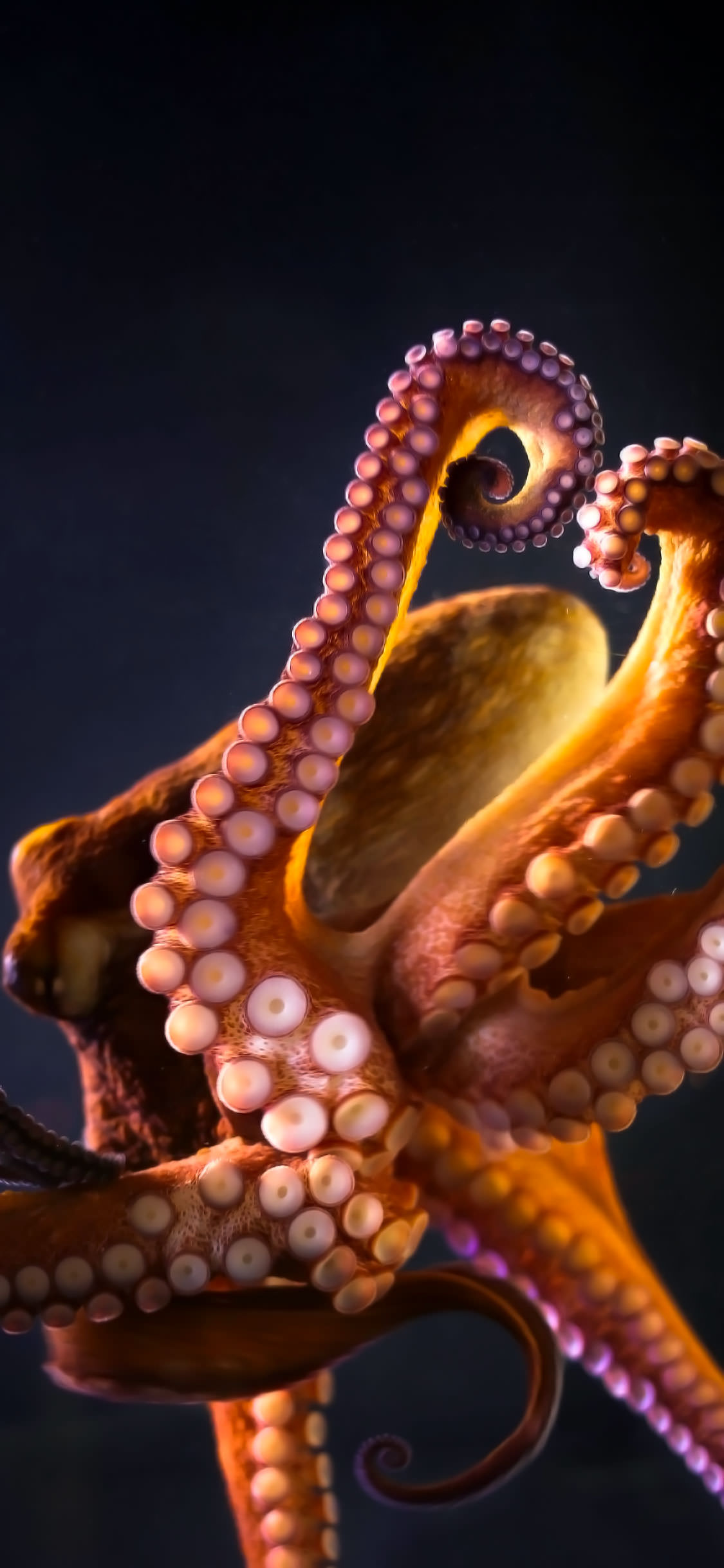 1125x2436  Giant Pacific Octopus (x-post / r / wallpapers) 