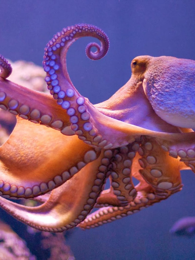 768x1024   Бесплатно скачать обои Octopus High Definition Deep HD Wallpapers для вас [1600x1063] для рабочего стола Мобильный  планшет | Исследуйте 37+ HD обоев осьминога | Обои с осьминогом для стен Обои с осьминогом для 