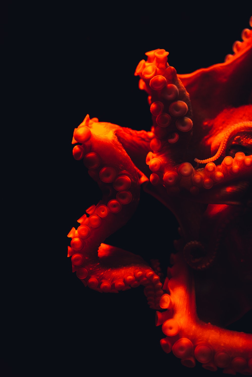 1000x1498  Octopus Wallpapers - Лучшие бесплатные фоны с осьминогами - WallpaperAccess