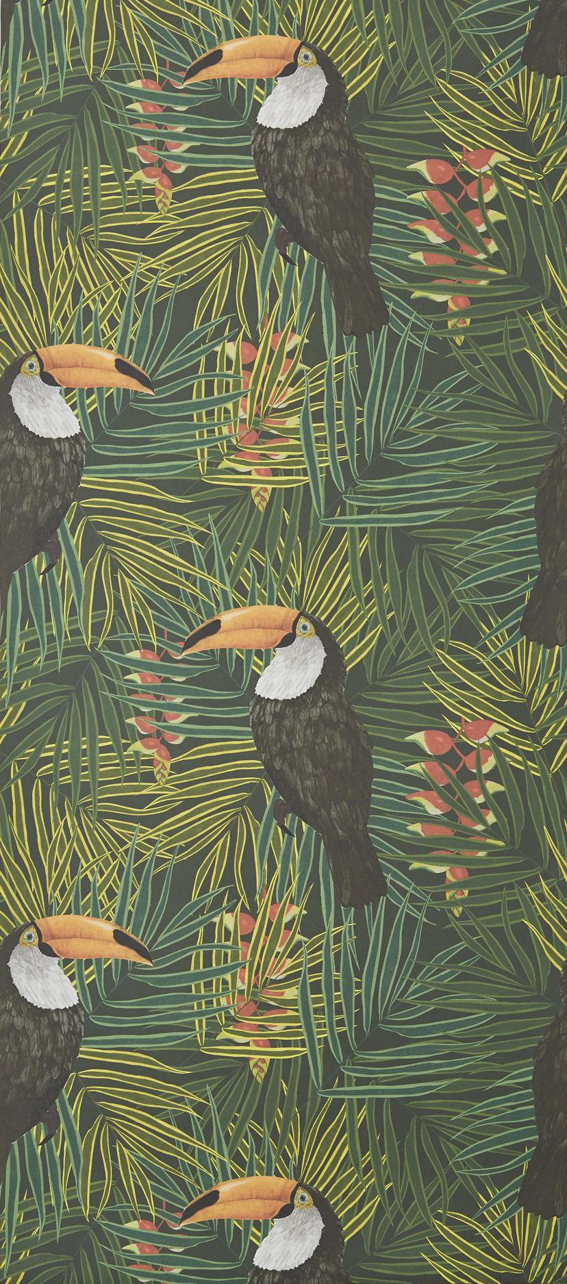 828x1875   обои с туканом из коллекции выпускников в обоях 