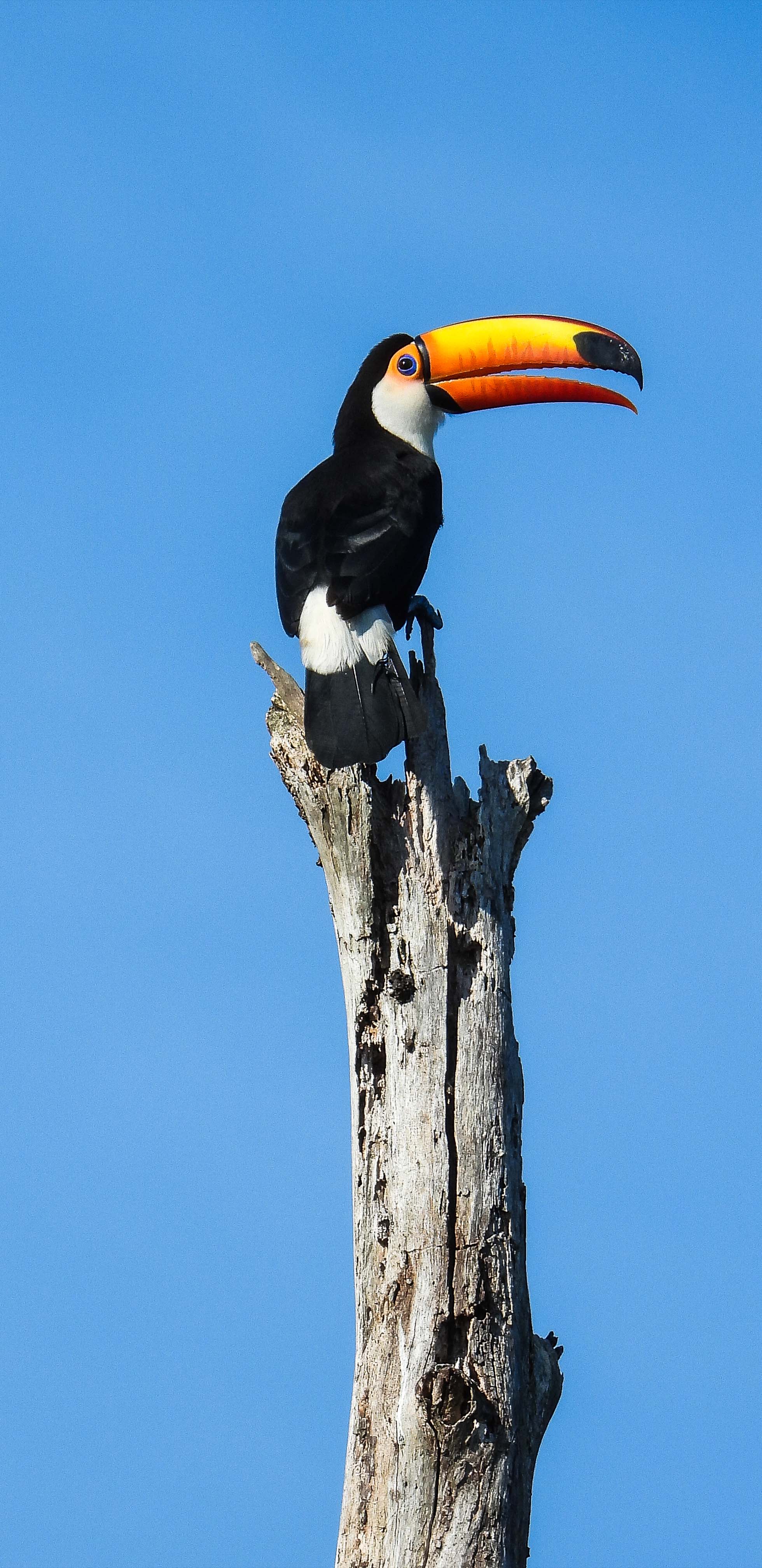 1960x4032   фон голубого неба птицы тукан - бесплатные обои 4K 5K 8K для рабочего стола 