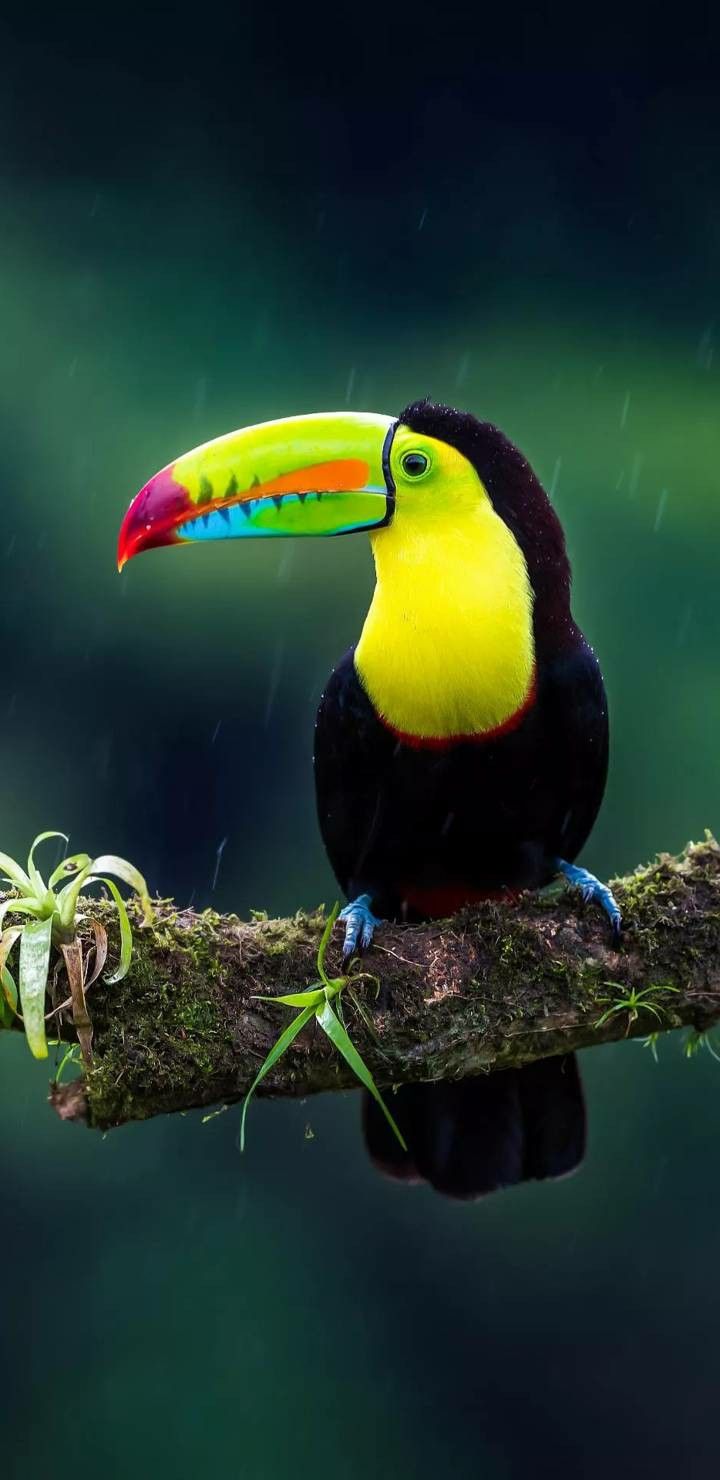 720x1480  4k Ultra HD Toucan Wallpapers Обои с птицами для Android и iPhone в 2020 году | Птицы обои Животные Красивые птицы