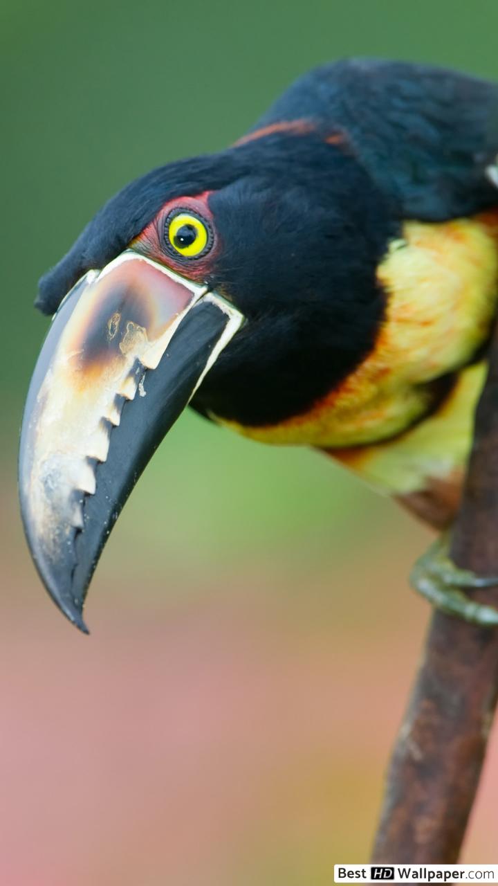 720x1280   Режим охоты на тукана Скачать HD обои