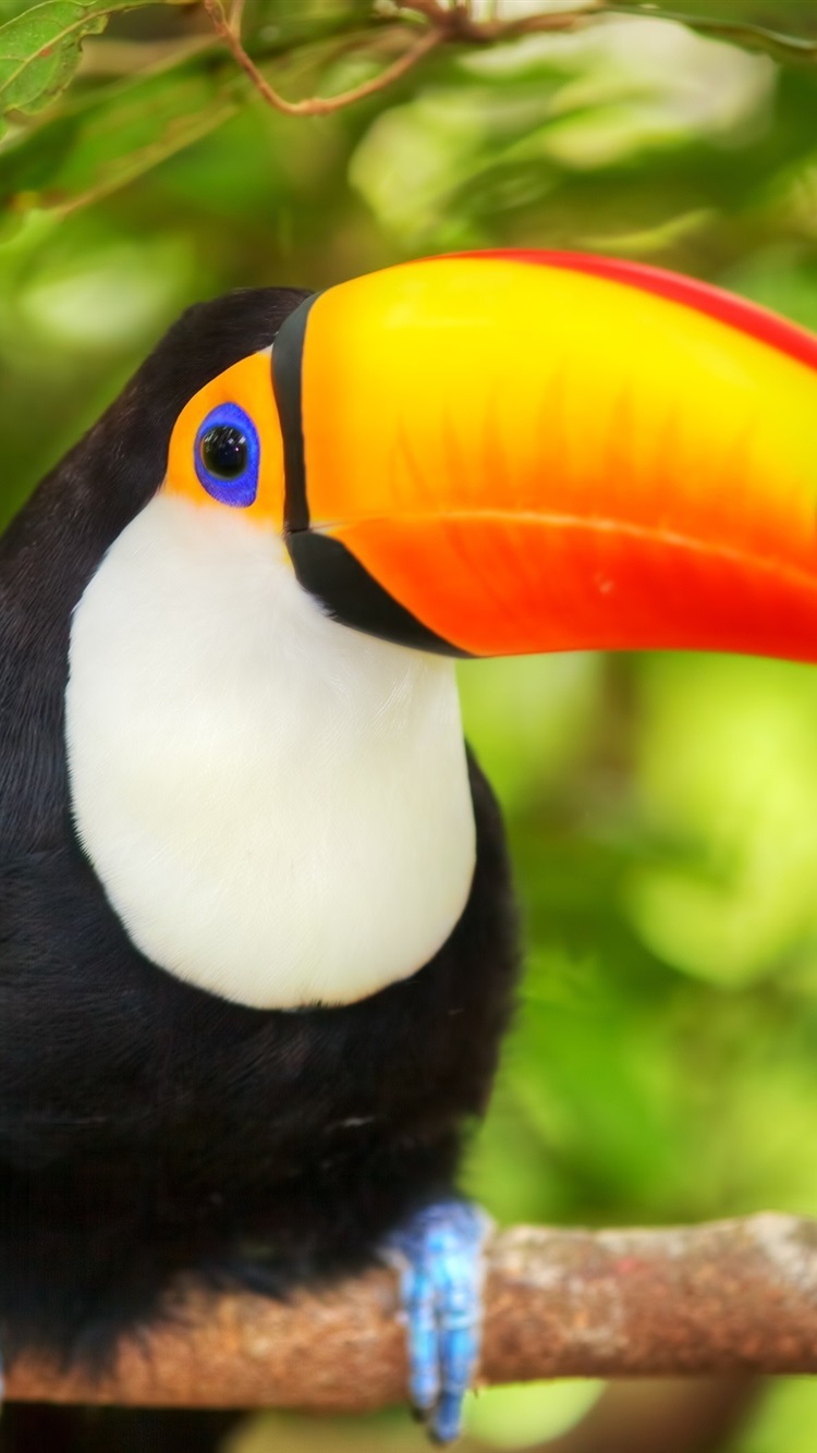 750x1334   Птица крупным планом ветки тукана 750x1334 iPhone 8/7/6 / 6S обои фоновое изображение 