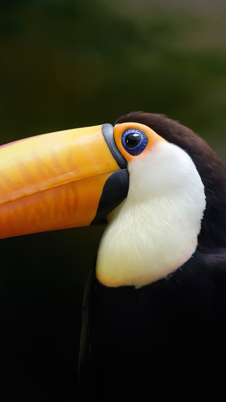 750x1334   Клюв птицы тукана темнота 750x1334 iPhone 8/7/6 / 6S обои фоновое изображение изображение 