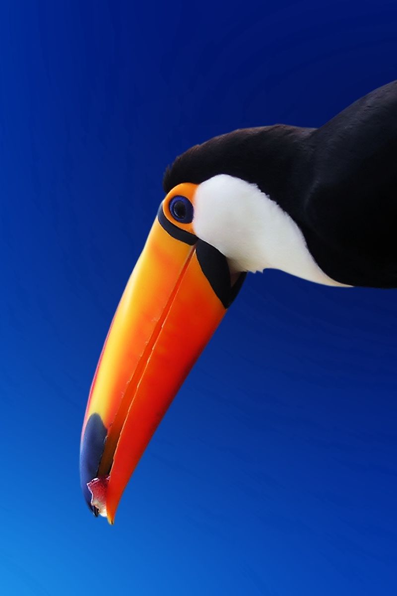 800x1200   Скачать обои 800x1200 птичий клюв тукана цветной iphone 4s / 4 для параллакса HD фон 