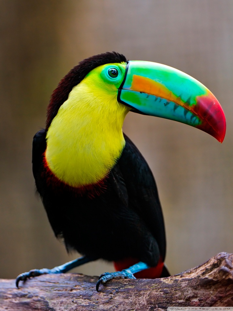 768x1024  Toucan Ultra HD Фон рабочего стола Обои для 4K UHD TV: многоэкранный режим Dual Monitor: планшет: смартфон