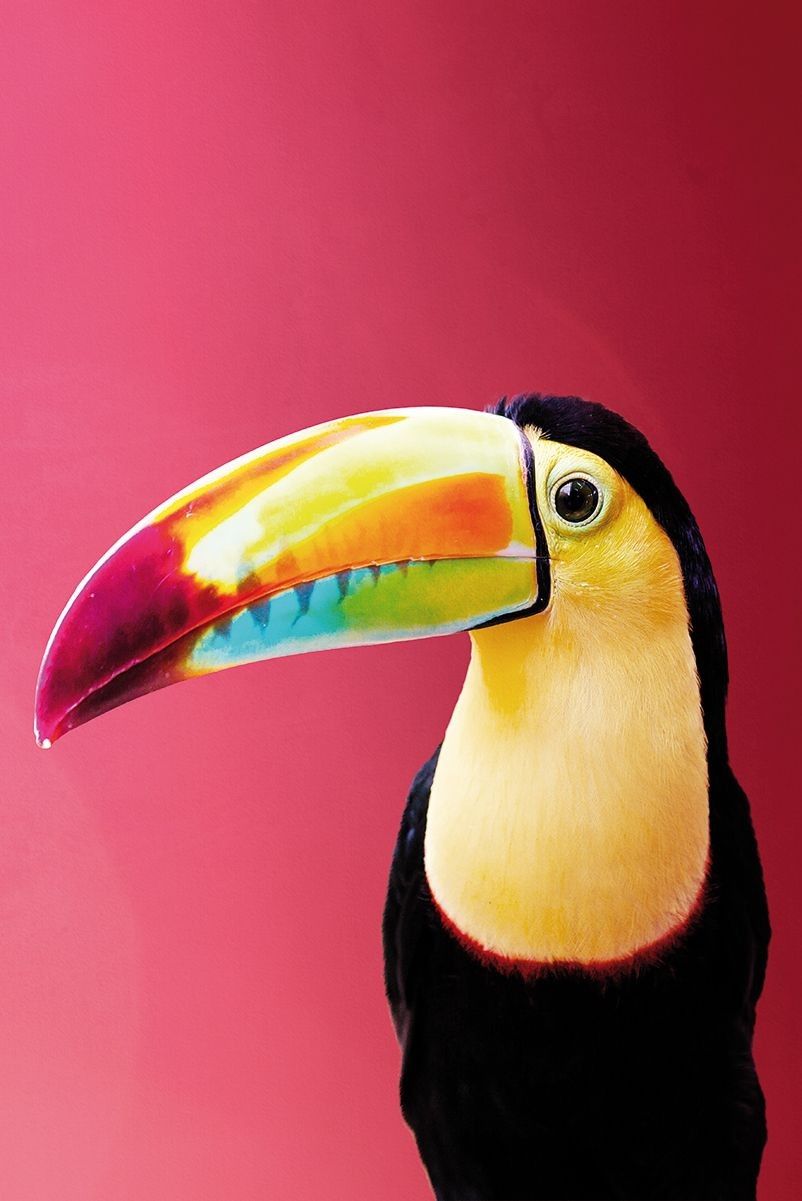 802x1201  birds #toucan #wildlife #toucans #art #artists | Тукан искусство Тукан иллюстрация Тропические животные 
