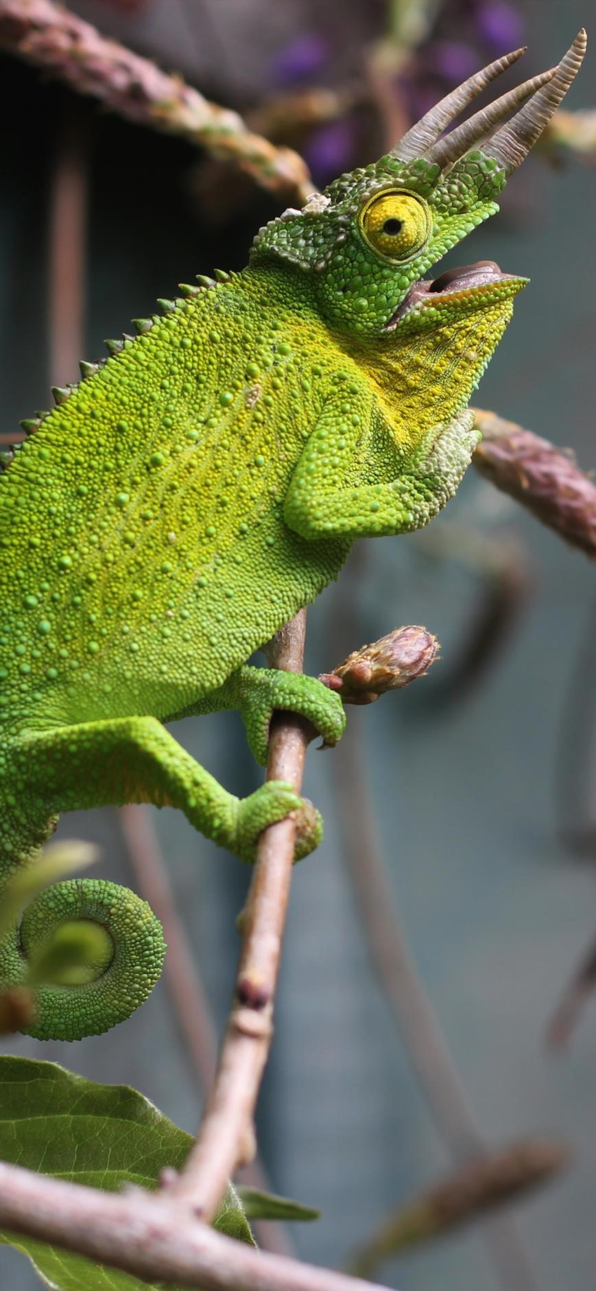 869x1882  Minimal art Chameleon wallpaper 1920x3000 hd image picture background 659aaa7f