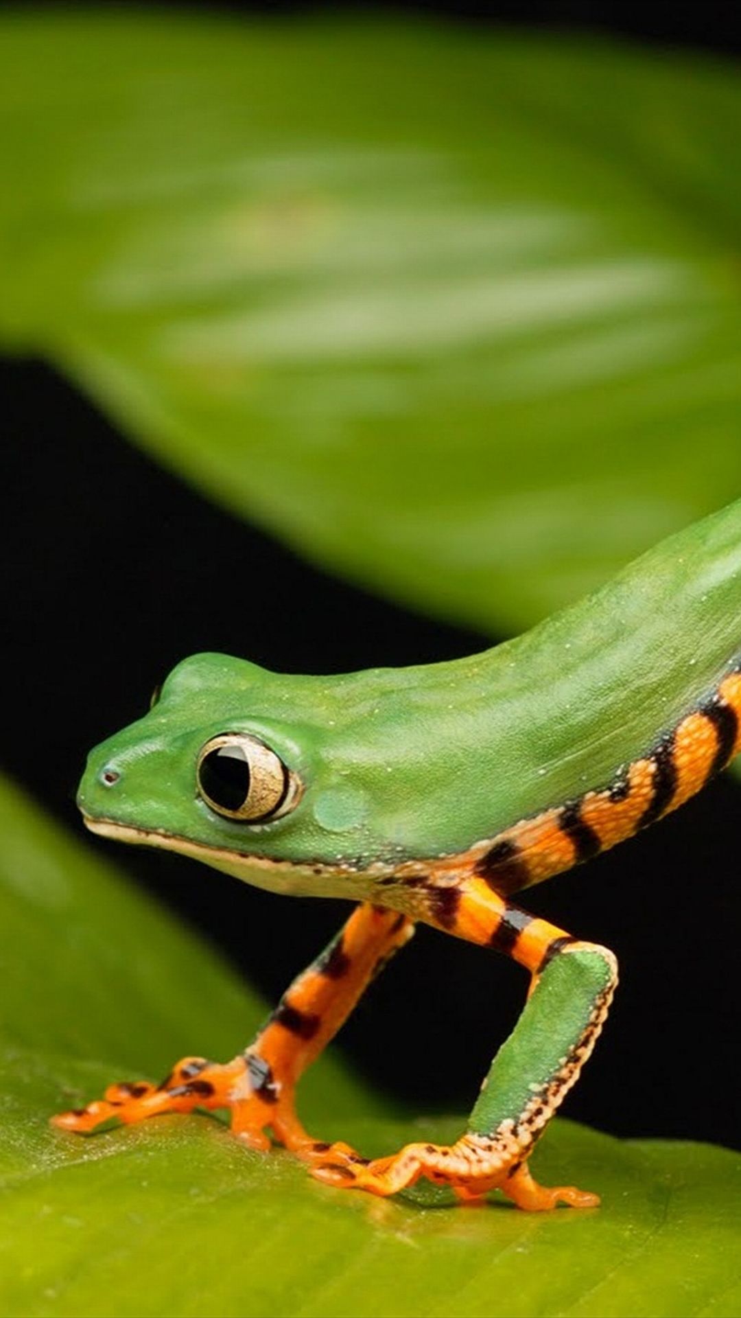 1080x1920   Лягушка iPhone Обои - Лучшие бесплатные фоны лягушки для iPhone - WallpaperAccess