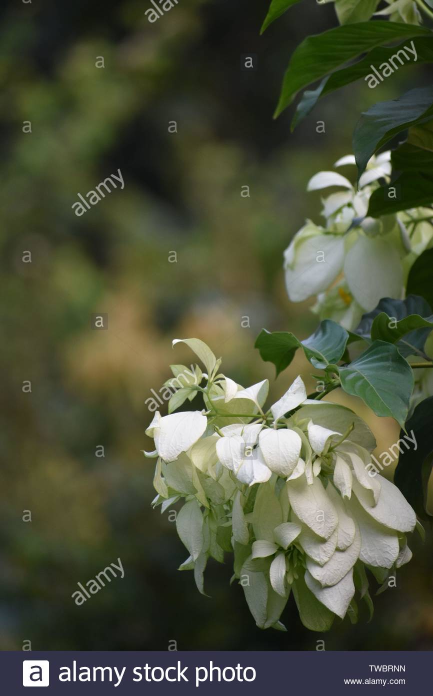 866x1390   Цветочные обои для мобильных телефонов с высоким разрешением. Фотографии и изображения - Alamy