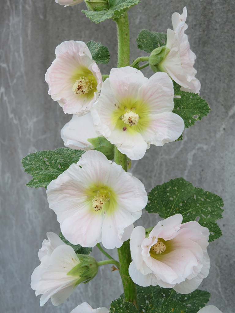 768x1024   Розовые обои Белые цветы