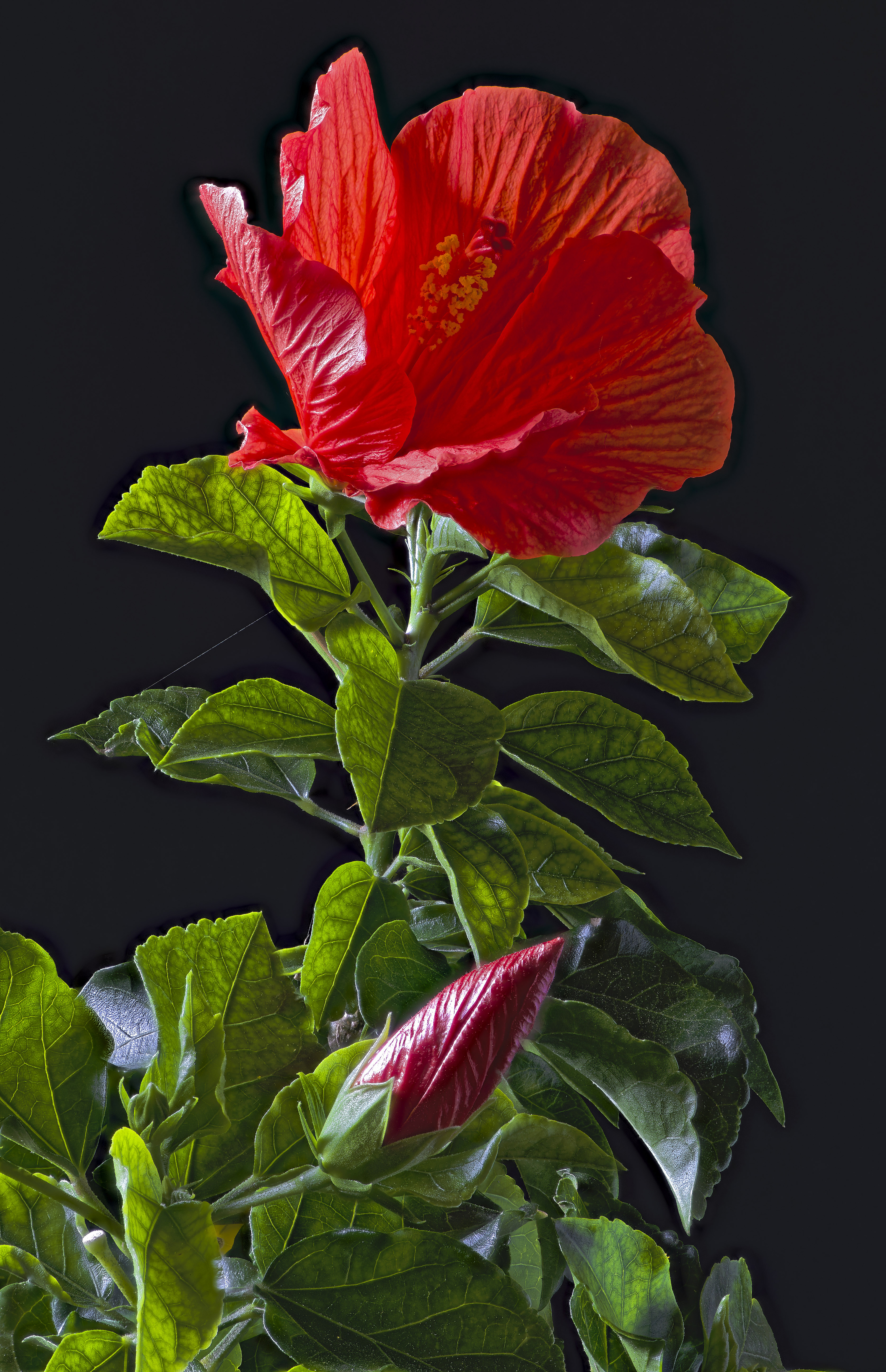 3000x4645   Изображения Лист Красные цветы Гибискус Цветочный бутон Черный 3000x4645