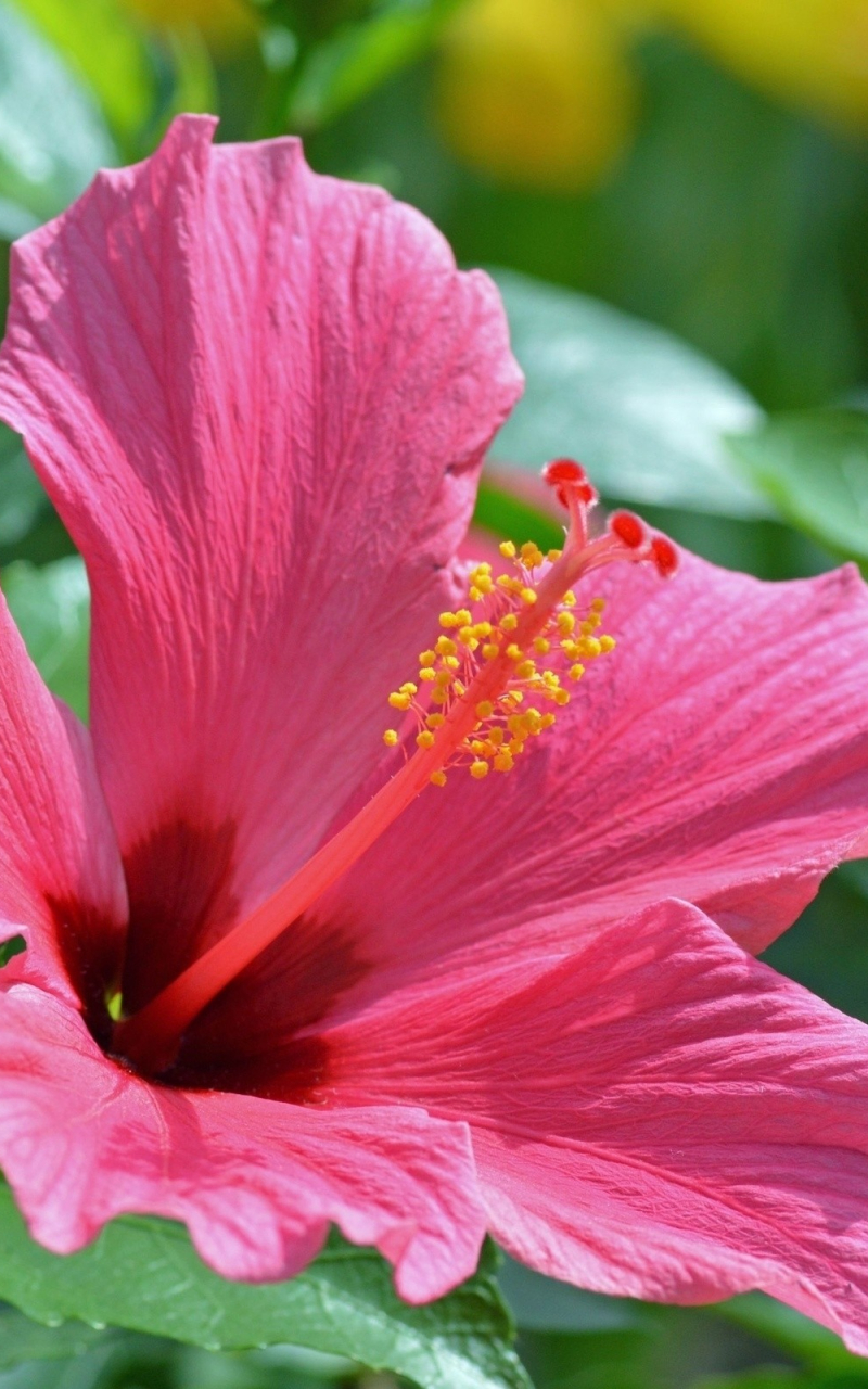 800x1280   Бесплатная загрузка 57 Гибискус Обои на WallpaperPlay [2560x1600] для рабочего стола Mobile  Tablet | Исследуйте 59+ гибискусов обои | Обои гибискуса для компьютера Обои красного гибискуса Borde