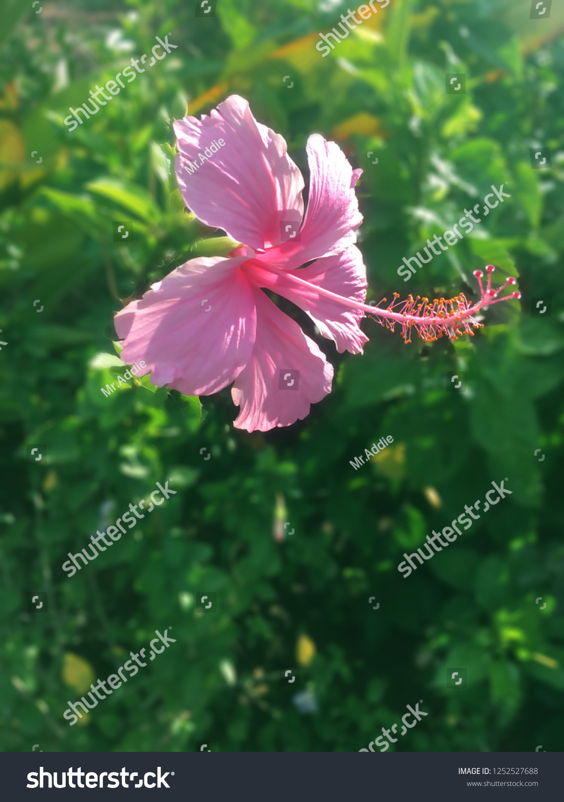 1125x1600  Pink Стандартная фотография обоев гибискуса. Изображение выражения - 164658794