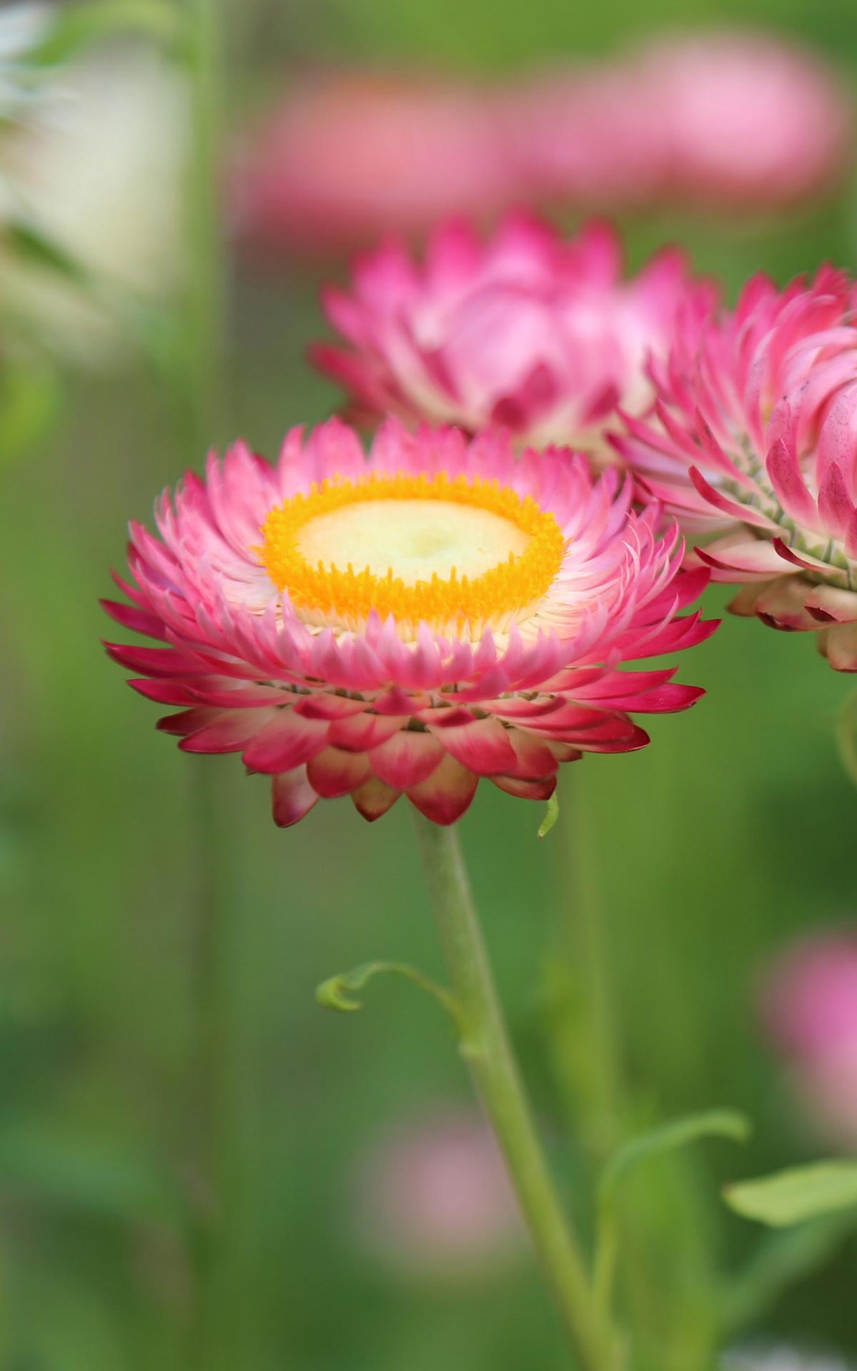 1200x1920   4k Flower Mobile Обои - Обои Пещера 