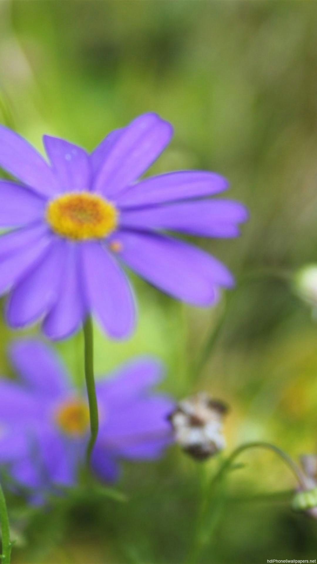 1080x1920   Милые летние обои для телефона - Лучшие бесплатные милые летние фоны для телефонов - WallpaperAccess