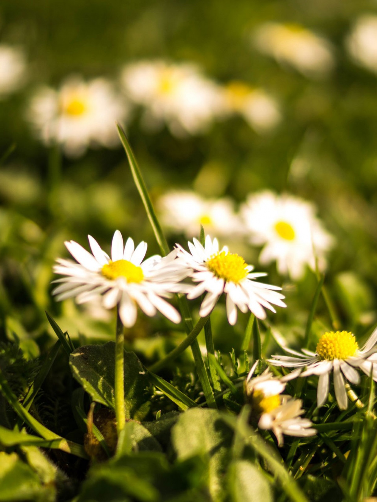 1200x1600  Flower iPhone Backgrounds Group (70 +) 