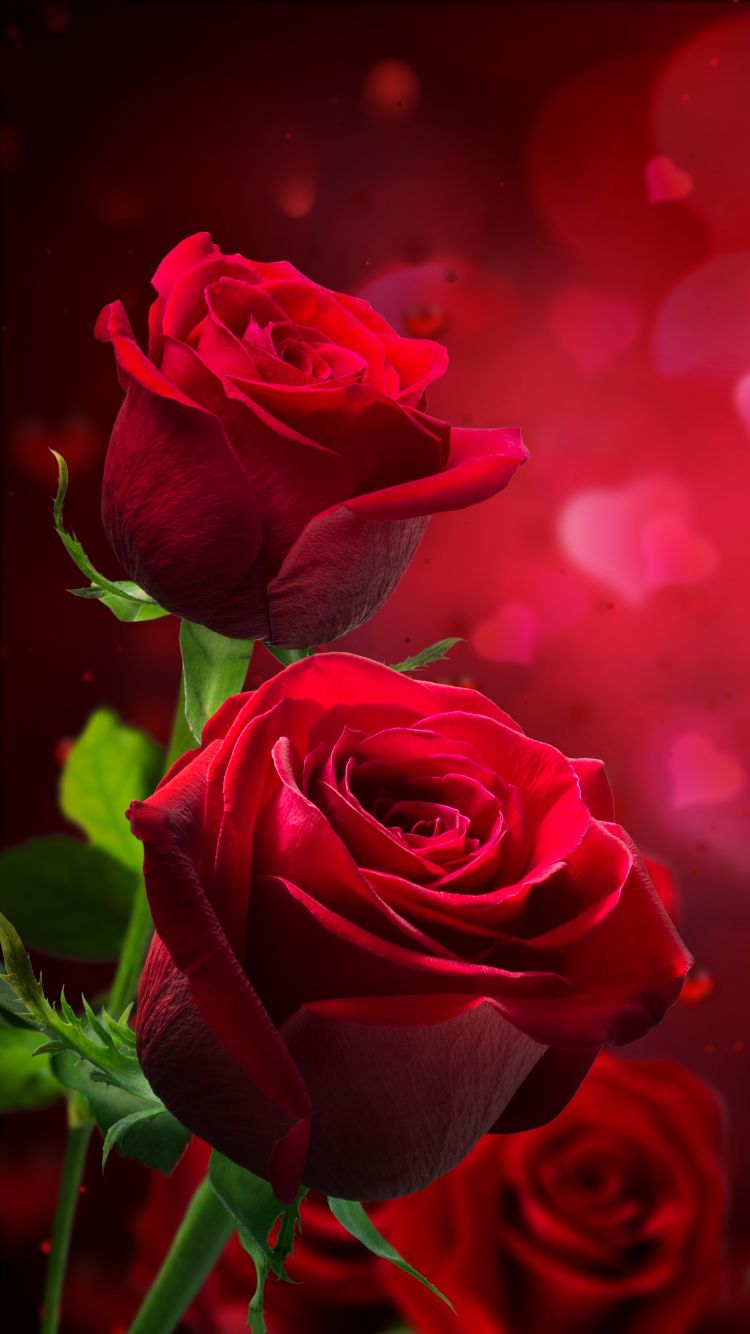 750x1334  Rose Wallpapers - Лучшие бесплатные фоны с розами - WallpaperAccess 
